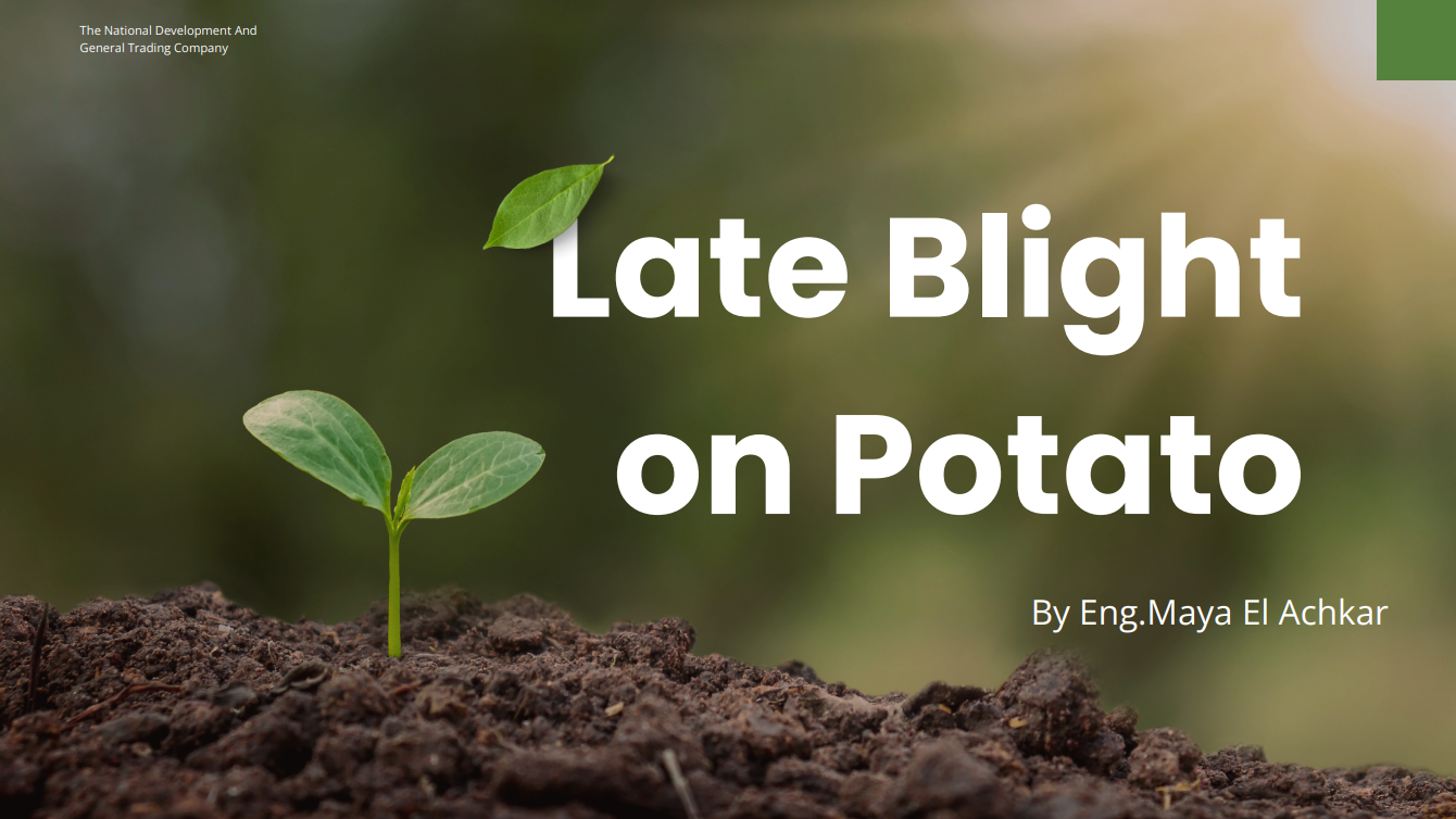 Late Blight on Potato